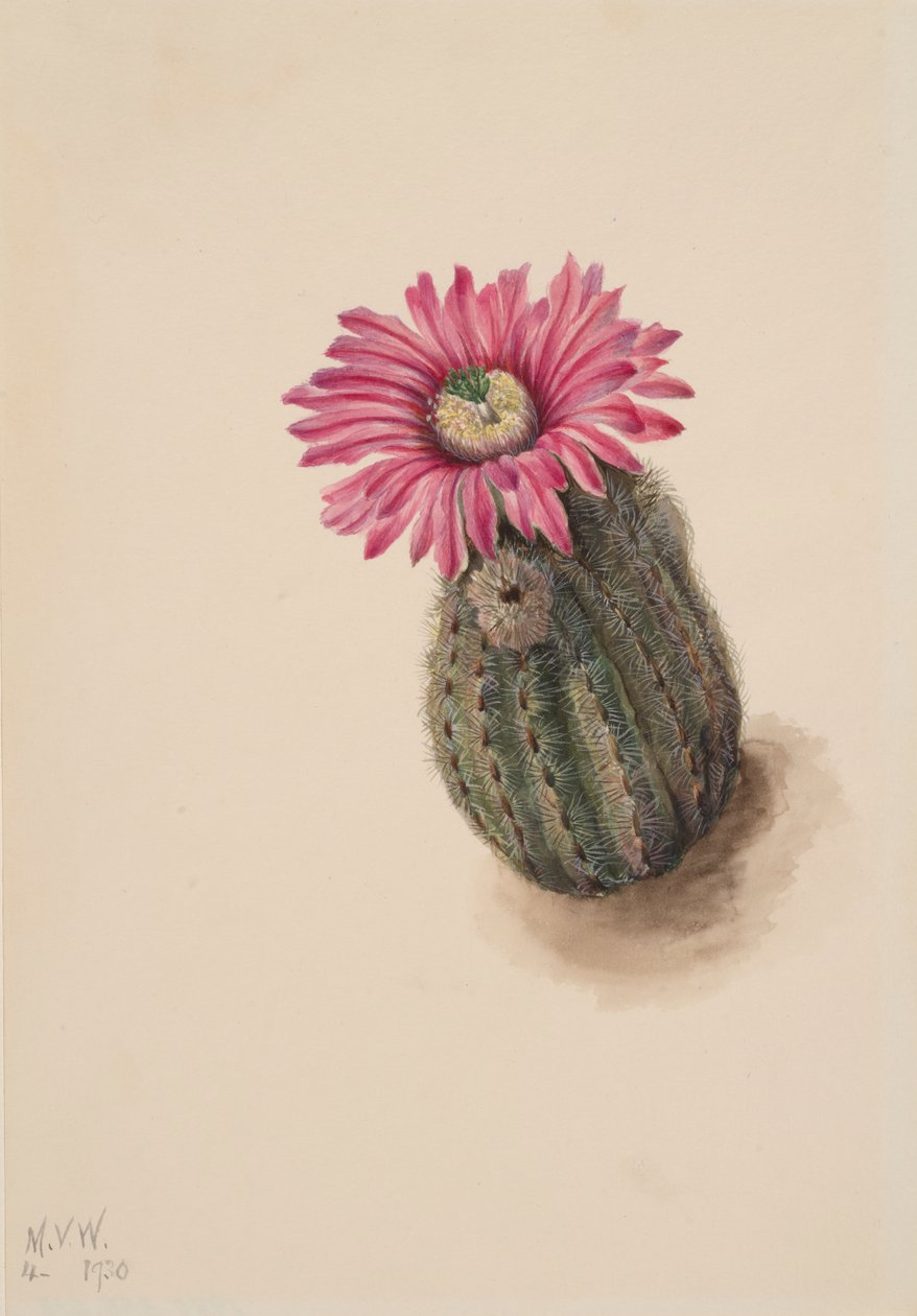 Turkeyhead Cactus Echinocerus perbellus, 1930. de Mary Vaux Walcott