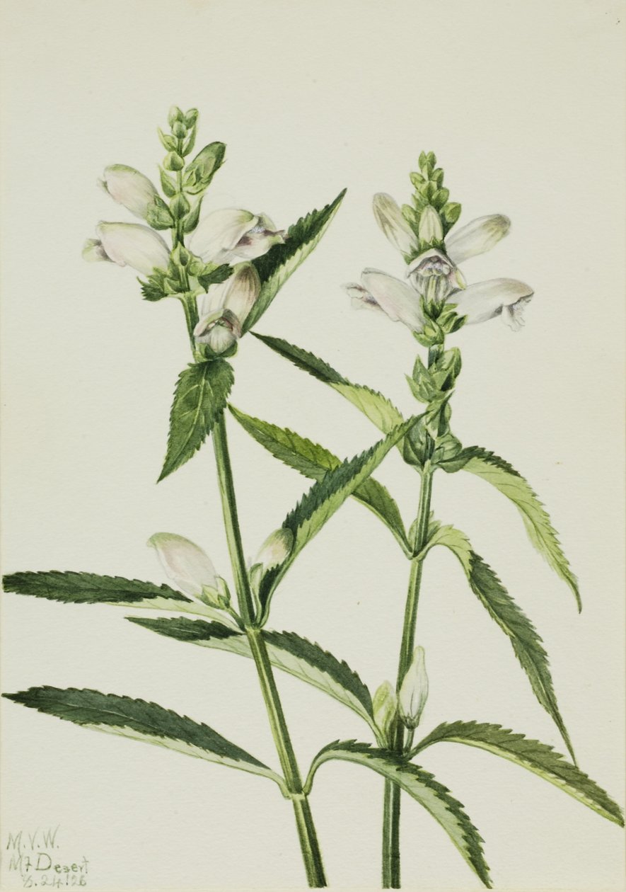 Cabeça de tartaruga (Chelone glabra) de Mary Vaux Walcott