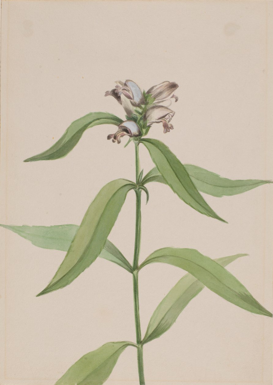 Cabeça de tartaruga (Chelone glabra) de Mary Vaux Walcott