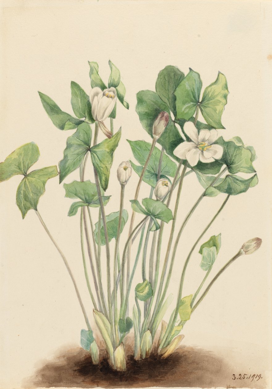 Folha dupla (Jeffersonia diphylla) de Mary Vaux Walcott