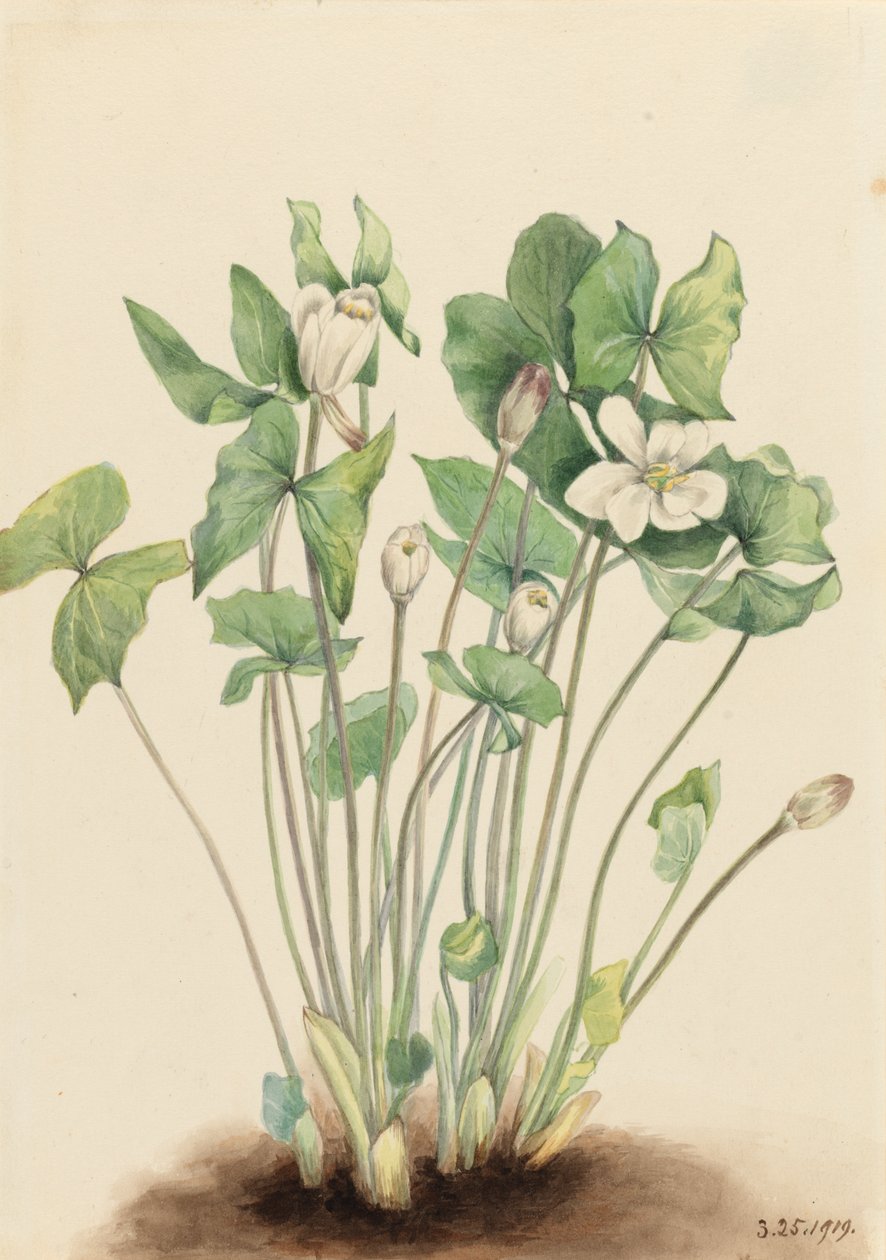Twinleaf Jeffersonia diphylla, 1919. de Mary Vaux Walcott