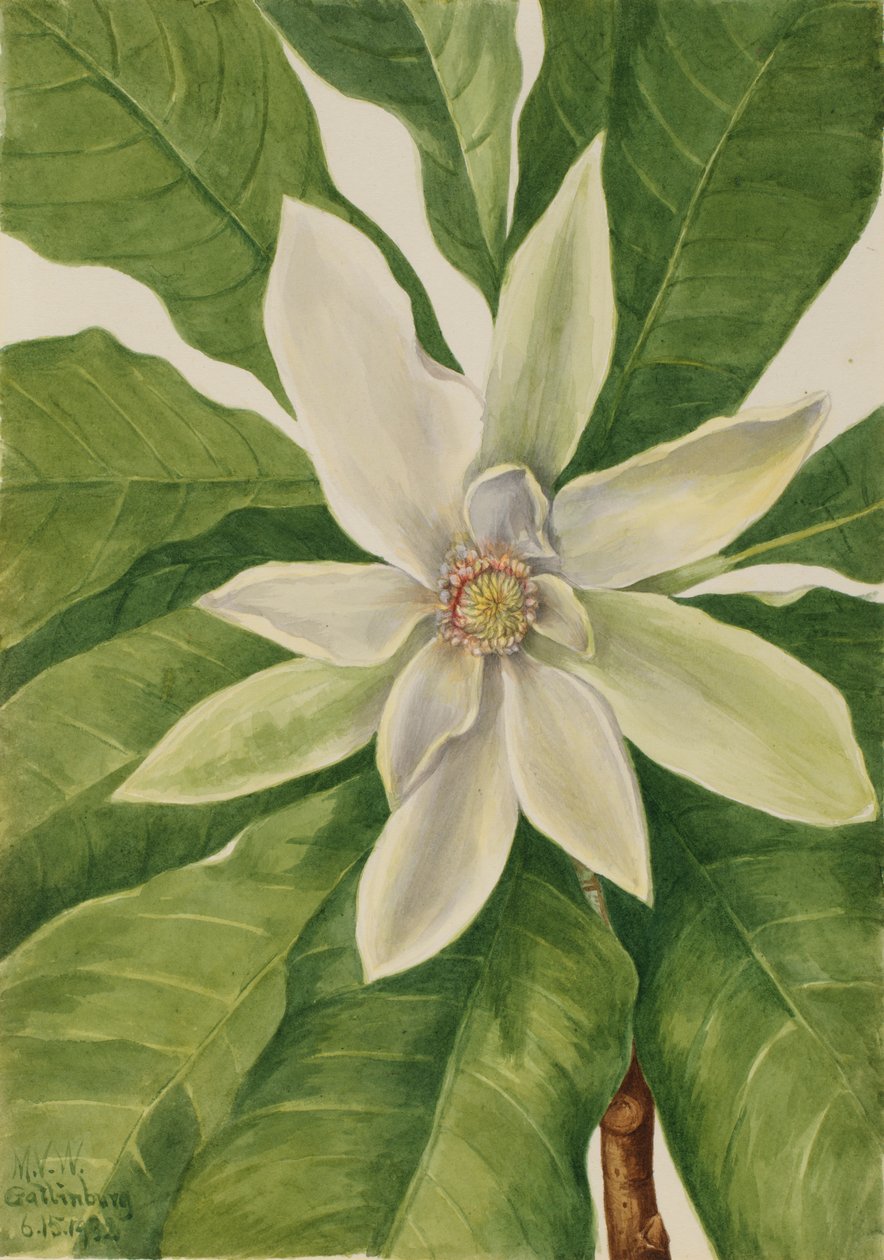 Árvore guarda-chuva Magnólia tripetala, 1932. de Mary Vaux Walcott