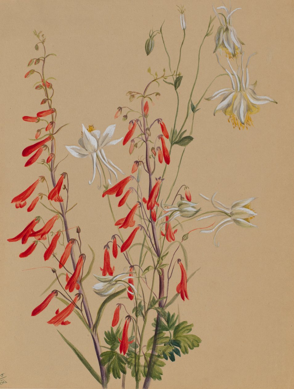 Sem título - Estudo de uma flor de Mary Vaux Walcott