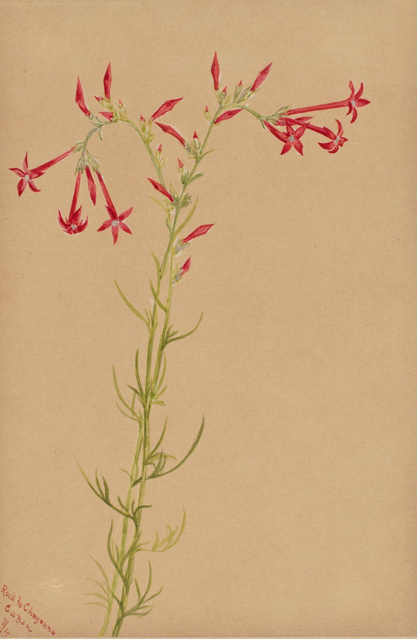 Sem título - Estudo de uma flor de Mary Vaux Walcott