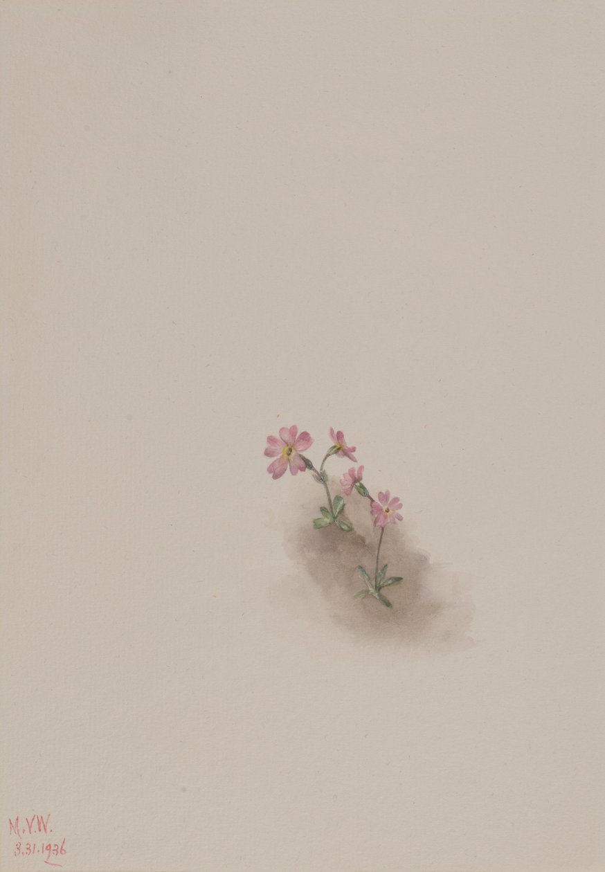 Sem título - Estudo de uma flor de Mary Vaux Walcott