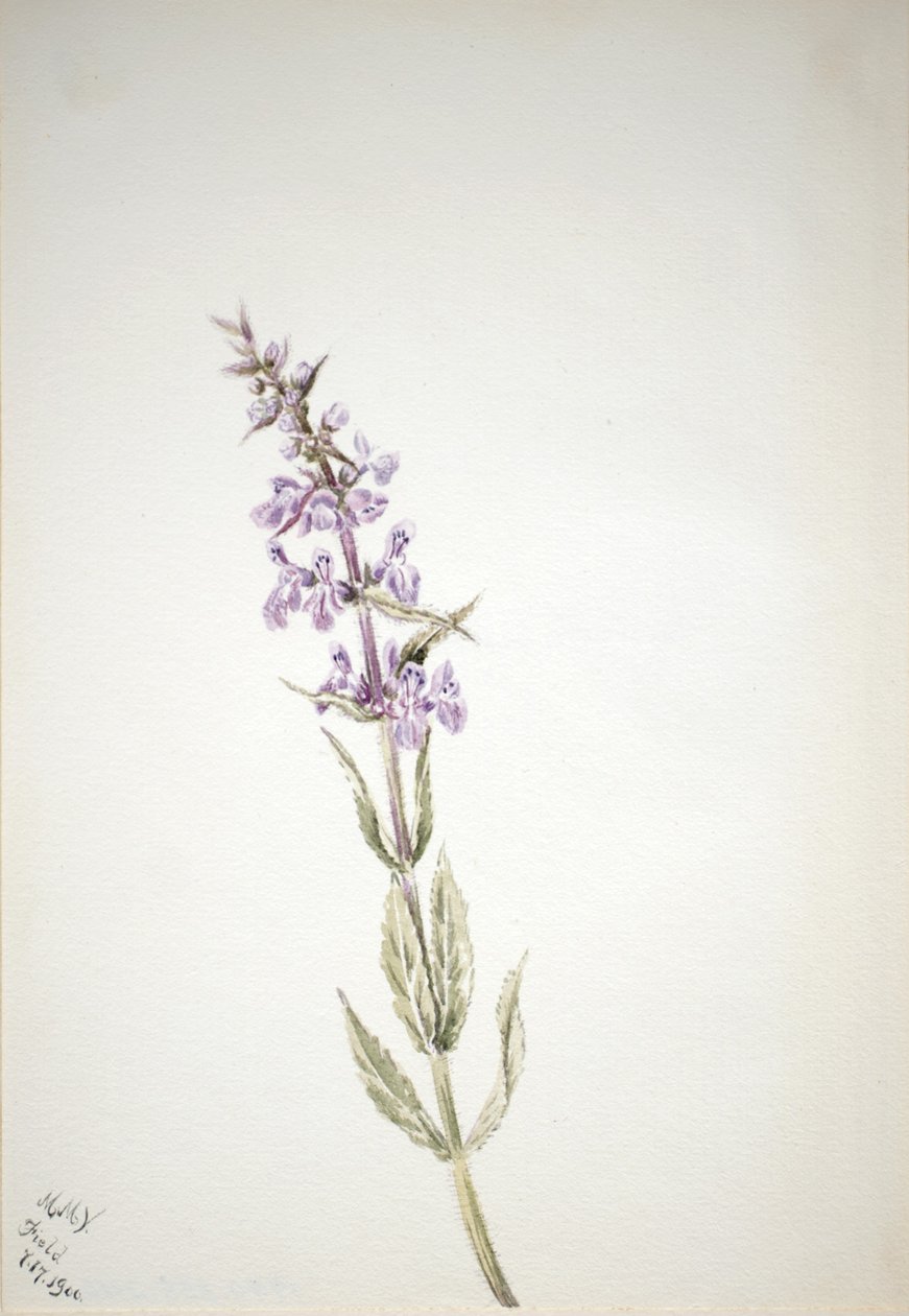 Sem título - Estudo de uma flor de Mary Vaux Walcott