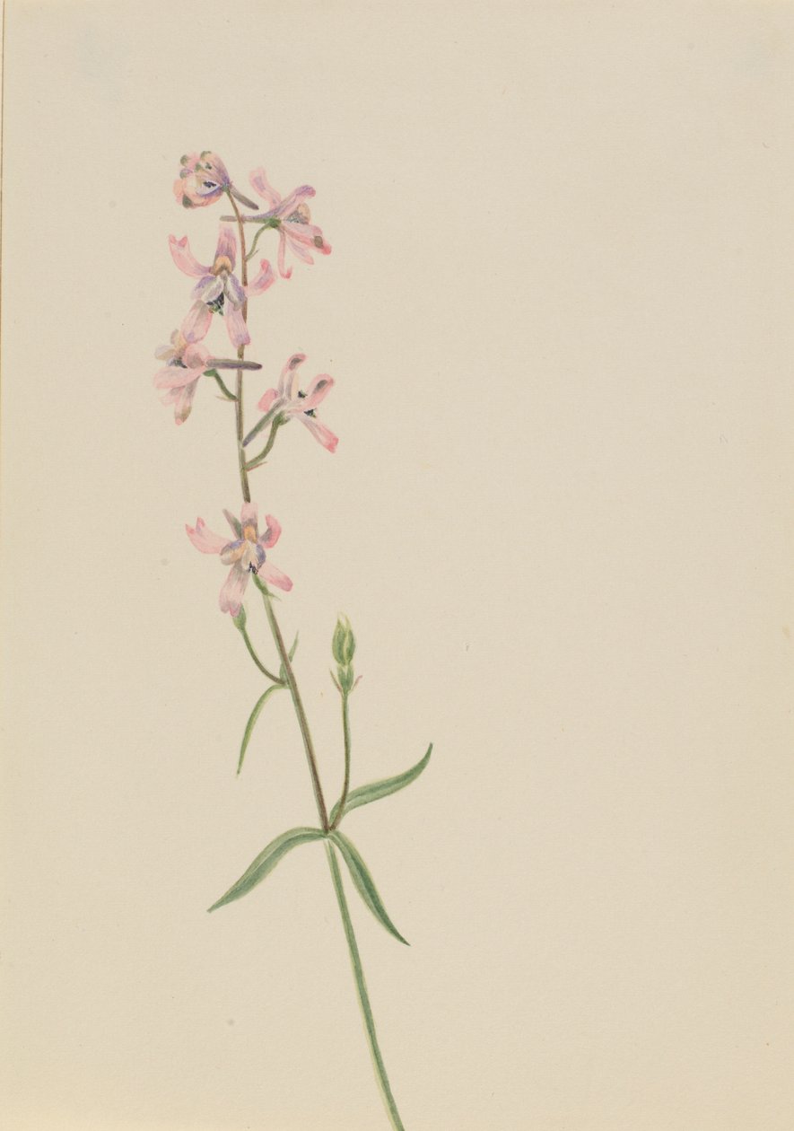 Sem título - Estudo de uma flor de Mary Vaux Walcott
