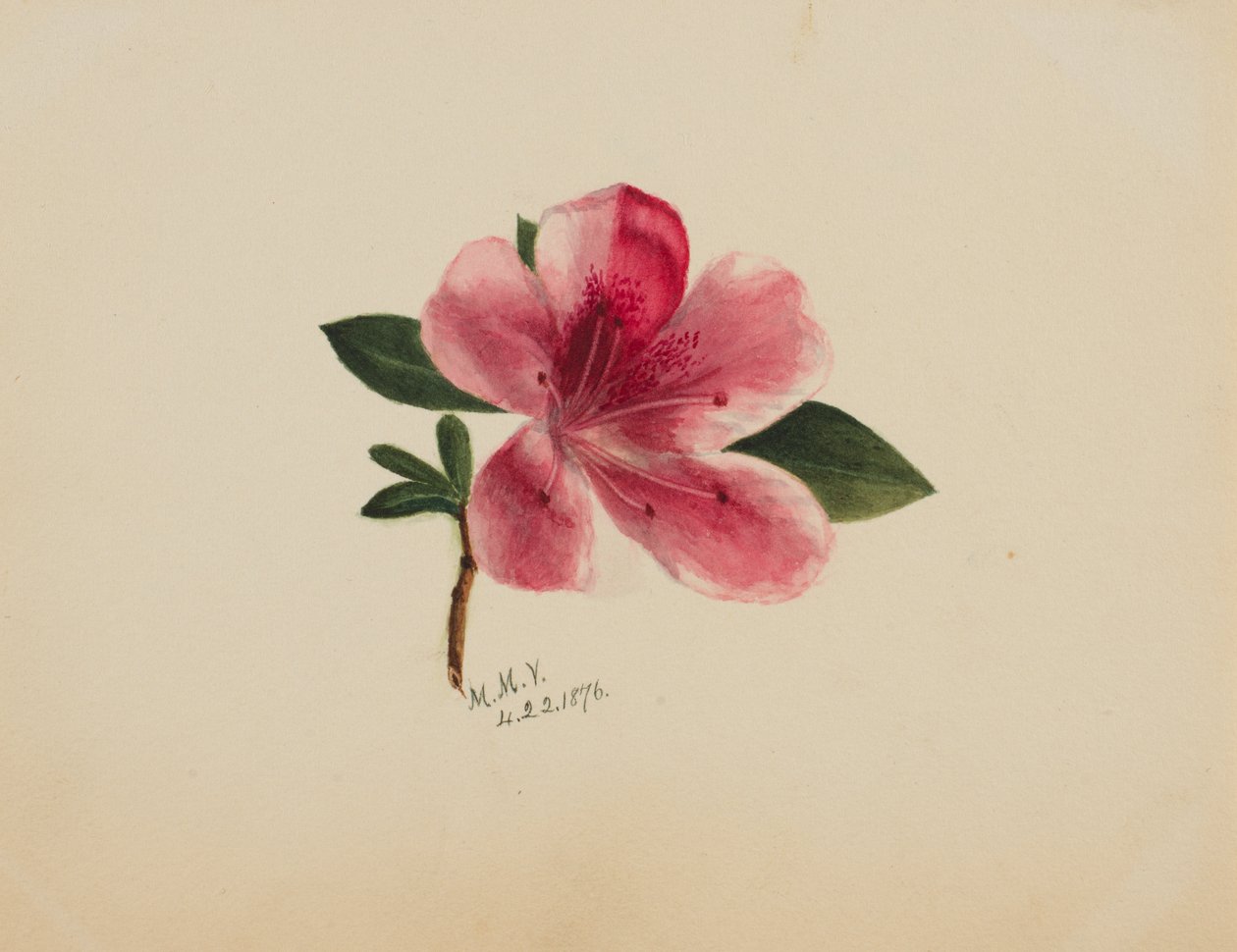 Untitled--Flower Study, 1876. de Mary Vaux Walcott
