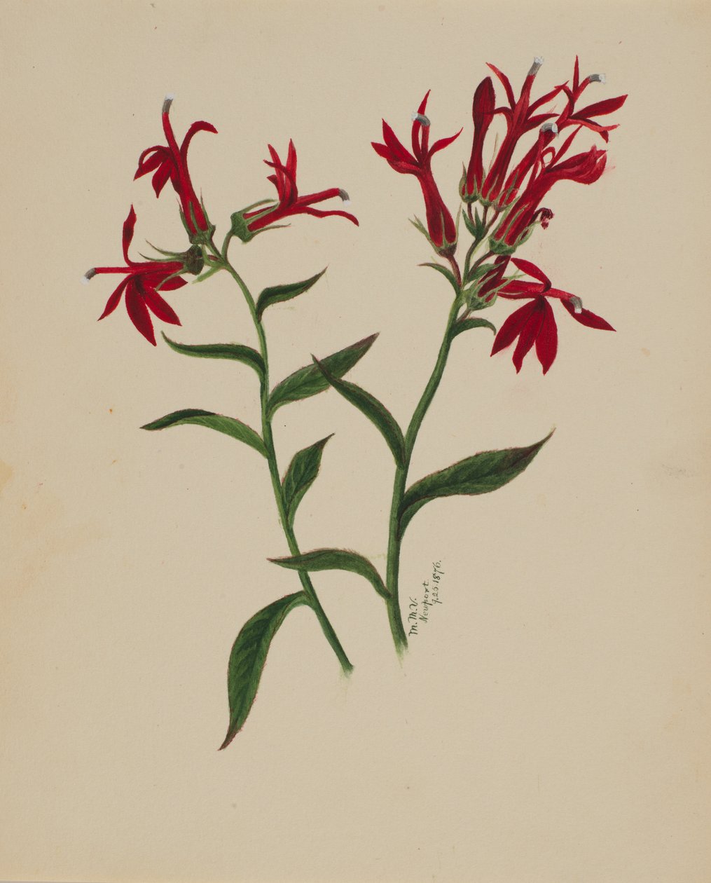 Untitled--Flower Study, 1876. de Mary Vaux Walcott