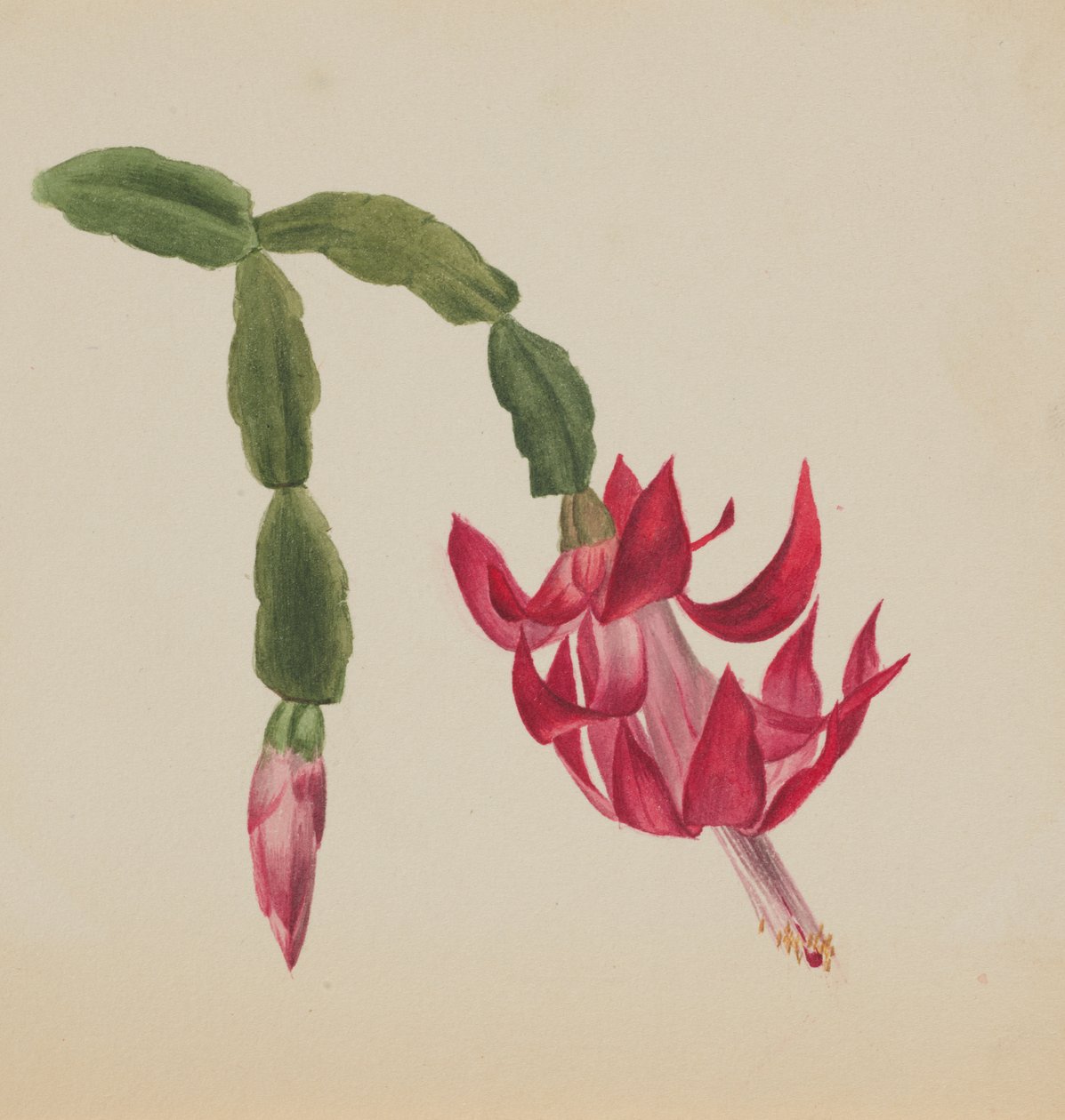 Sem título... Estudo Flower, 1878. de Mary Vaux Walcott