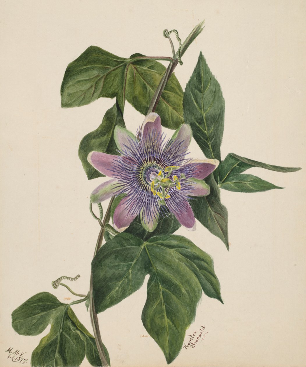 Sem título... Estudo Flower, 1879. de Mary Vaux Walcott