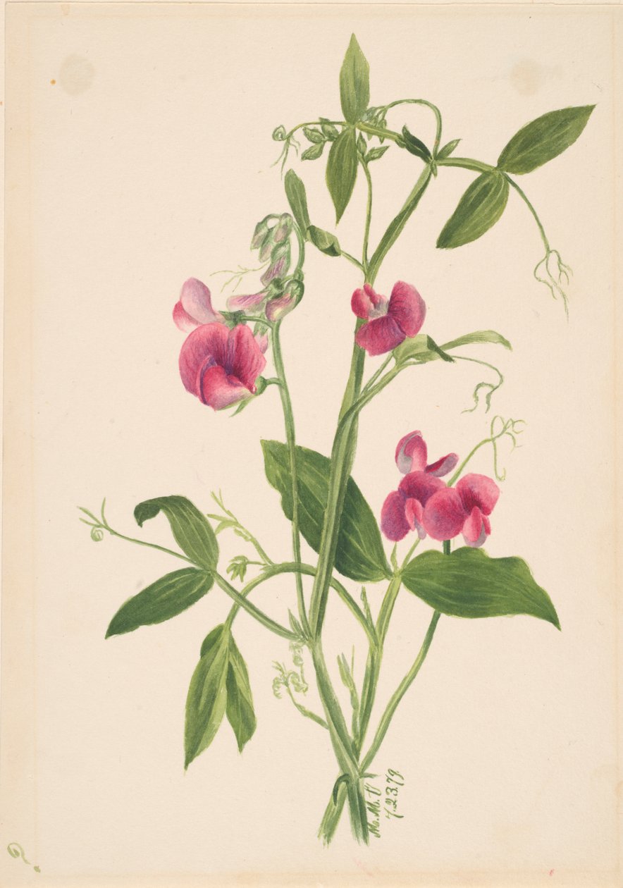 Sem título - Estudo de flores, 1879. de Mary Vaux Walcott