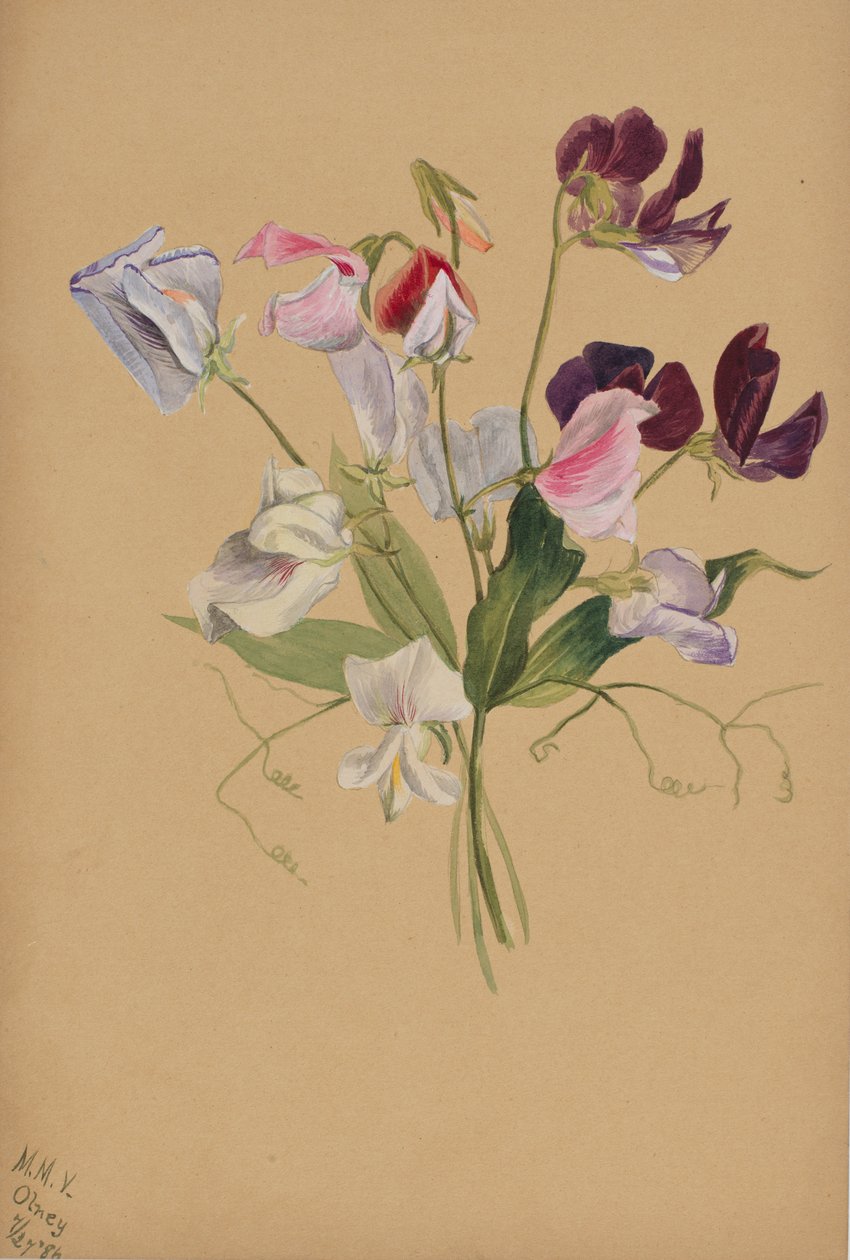 Untitled--Flower Study, 1886. de Mary Vaux Walcott