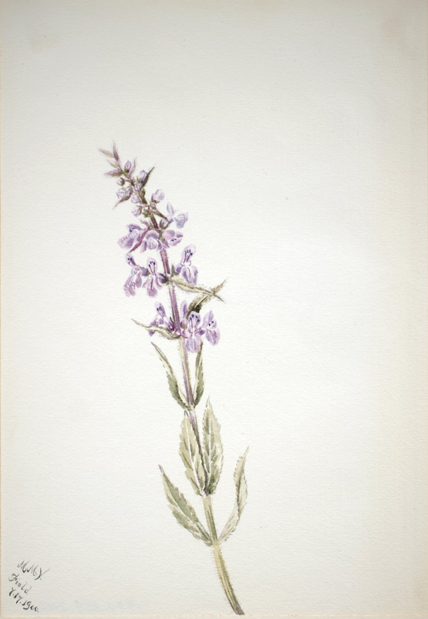 Sem título... Estudo Flower, 1900. de Mary Vaux Walcott