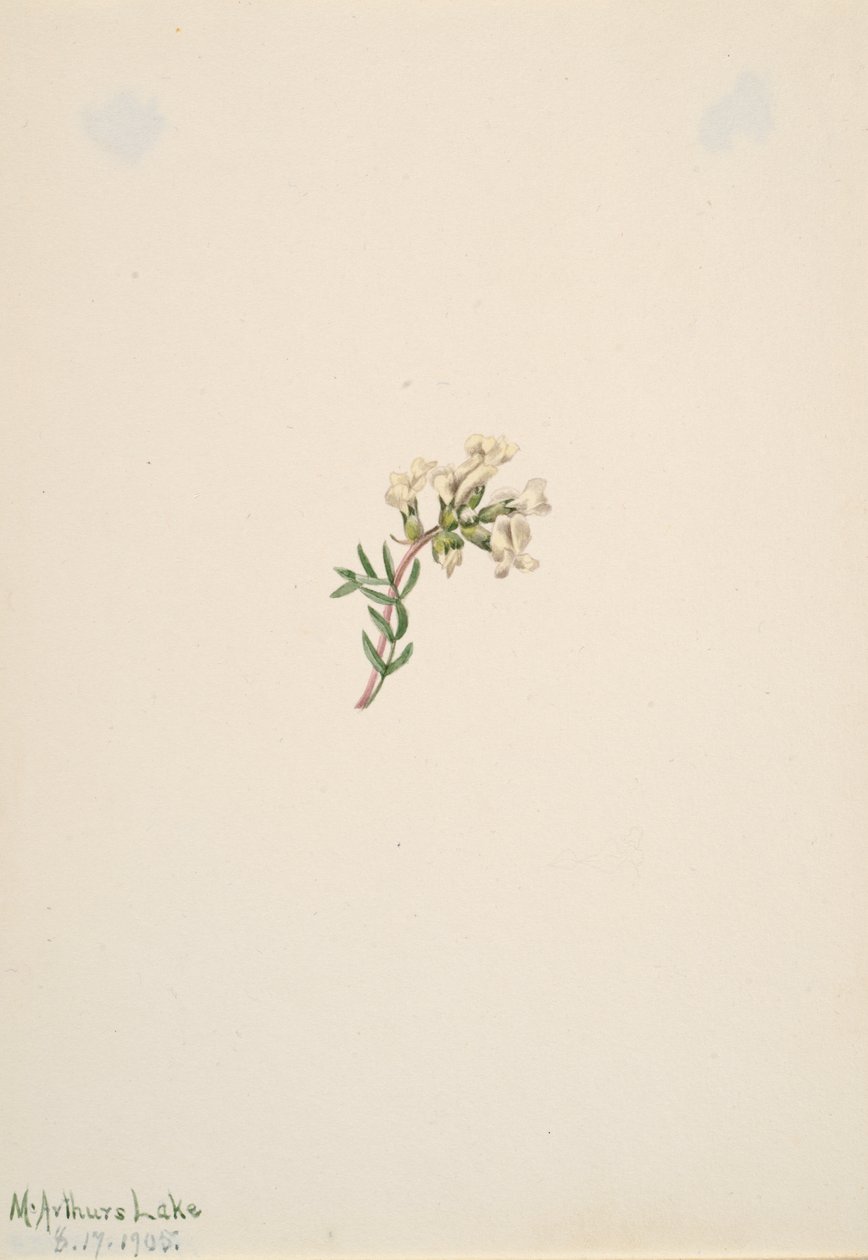 Sem título - Estudo de flores, 1905. de Mary Vaux Walcott
