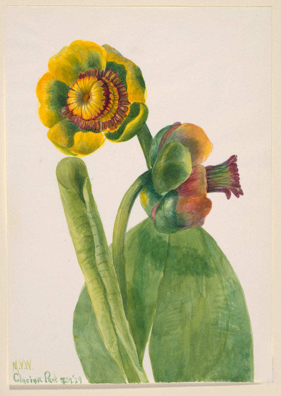 Sem título - Estudo de flores, 1939. de Mary Vaux Walcott