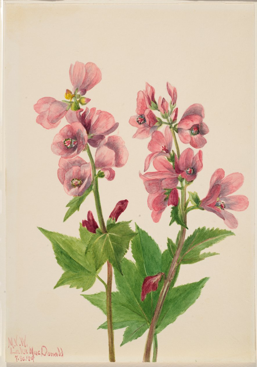 Untitled--Flower Study, 1939. de Mary Vaux Walcott