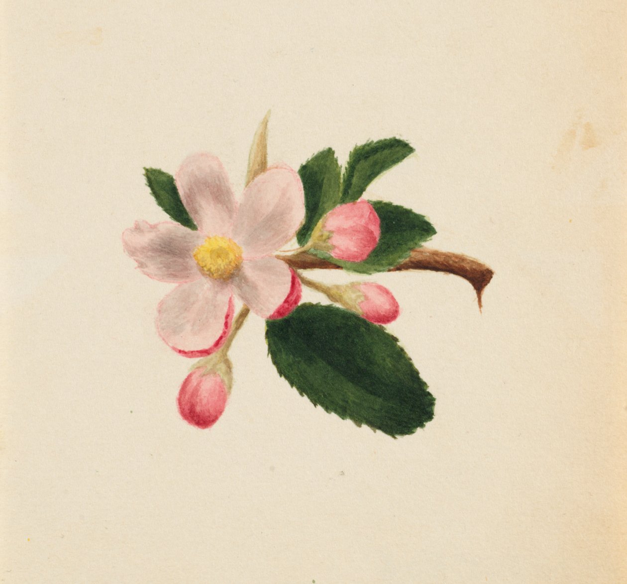 Sem título... Estudo de Floral, ca. 1876. de Mary Vaux Walcott