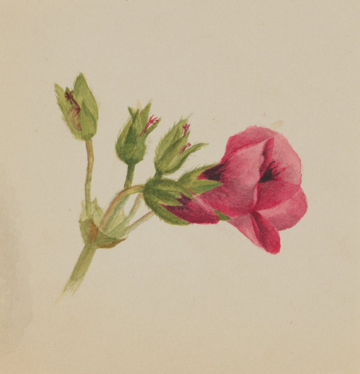 Sem título... Estudo de Floral, ca. 1876. de Mary Vaux Walcott
