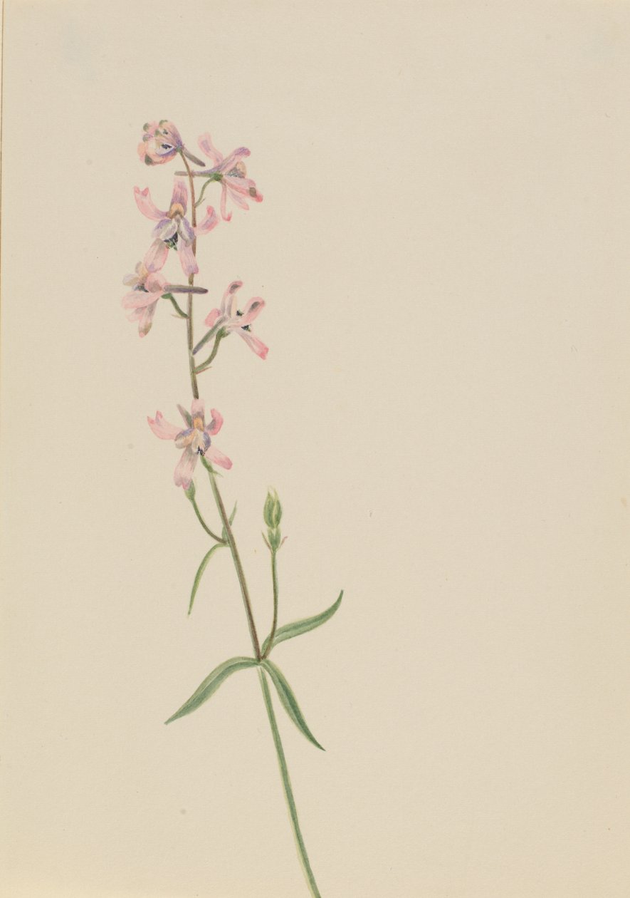 Estudo sem título... Flower Study, ca. 1900-1930. de Mary Vaux Walcott