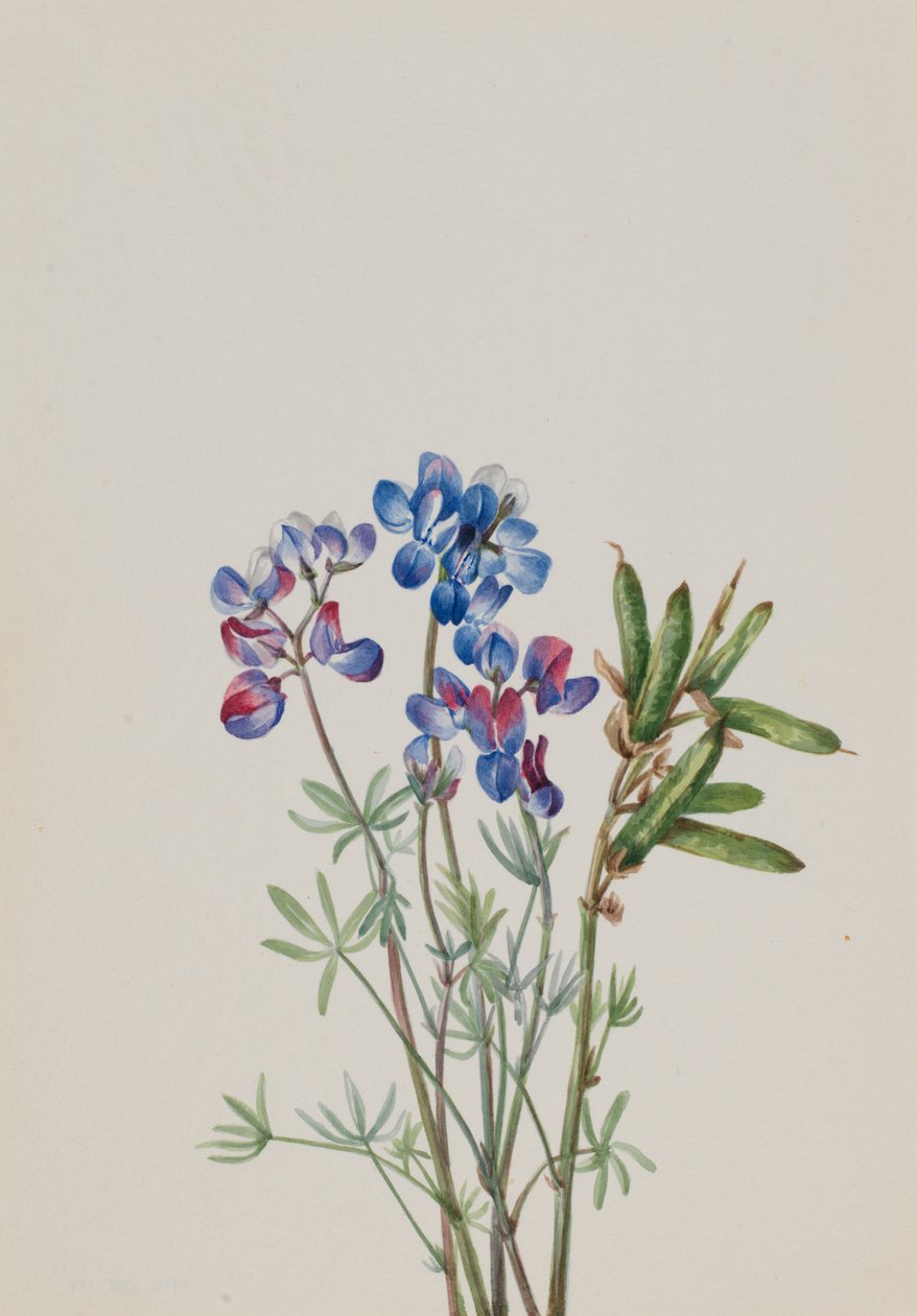 Sem título - Estudo de flores, ca. 1900-1930. de Mary Vaux Walcott