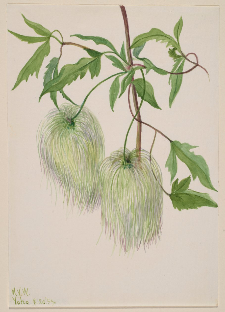 Sem título - Estudo de plantas de Mary Vaux Walcott
