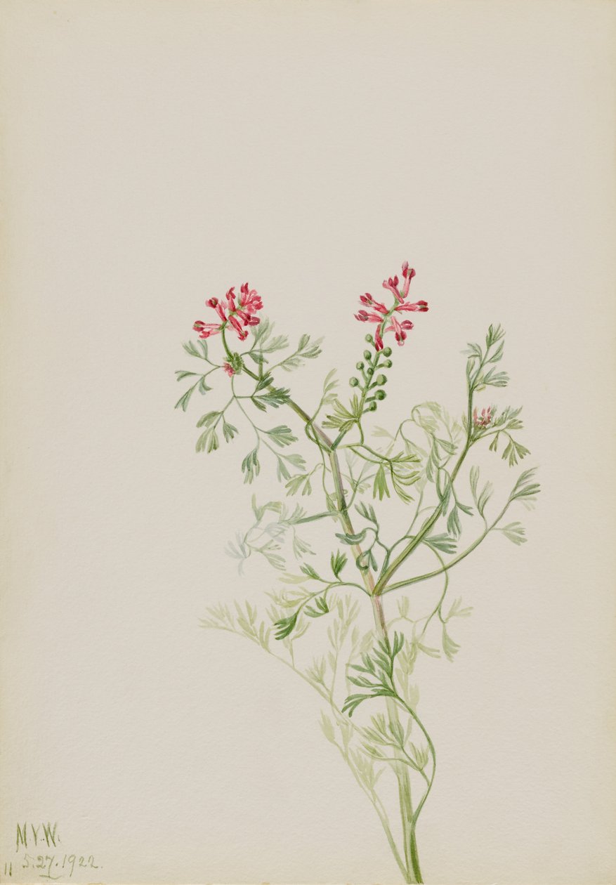 Sem título - Estudo de plantas de Mary Vaux Walcott