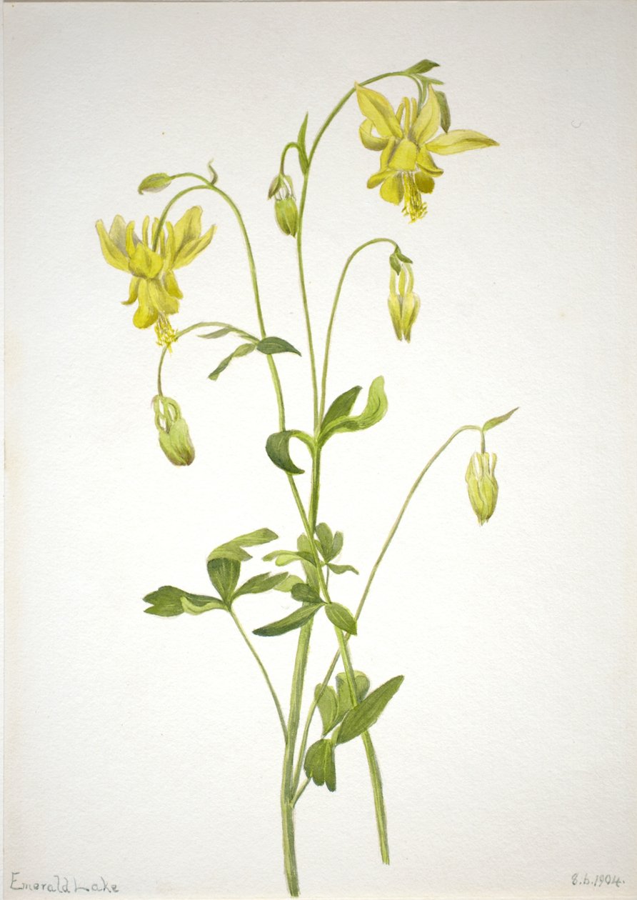 Sem título - Estudo de plantas de Mary Vaux Walcott