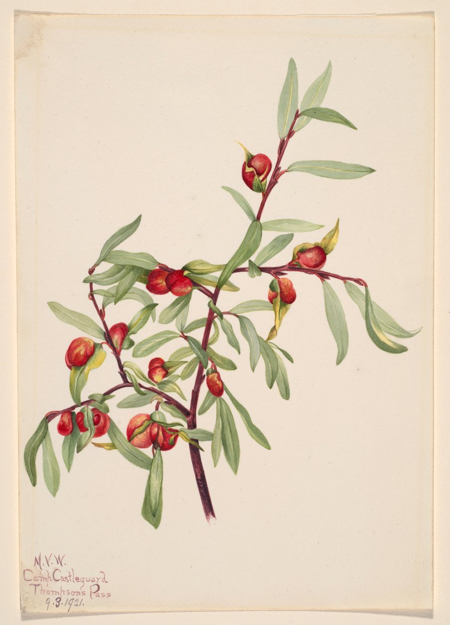 Sem título - Estudo de plantas de Mary Vaux Walcott