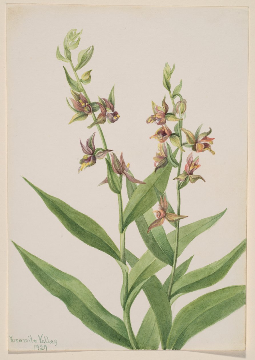 Sem título - Estudo de plantas de Mary Vaux Walcott