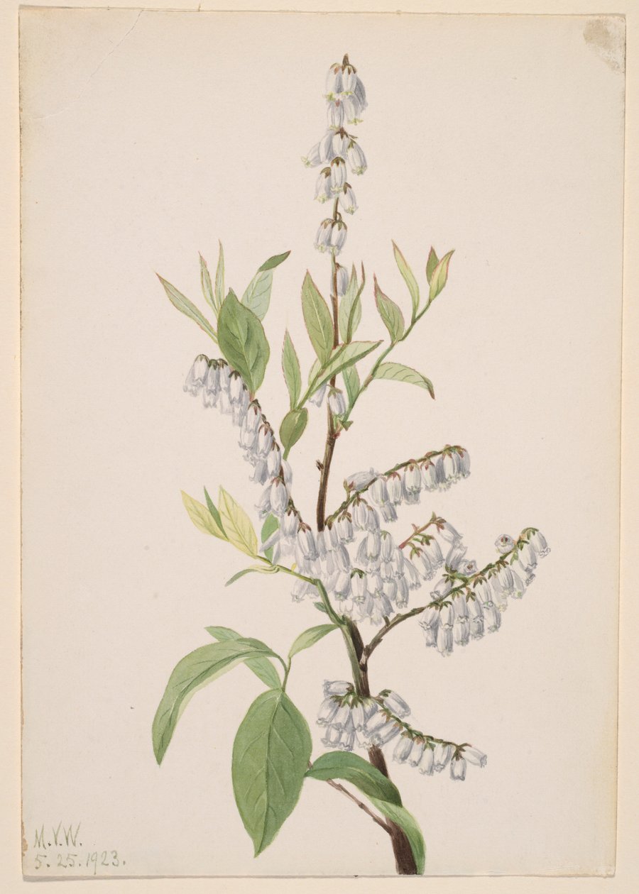 Sem título - Estudo de plantas de Mary Vaux Walcott