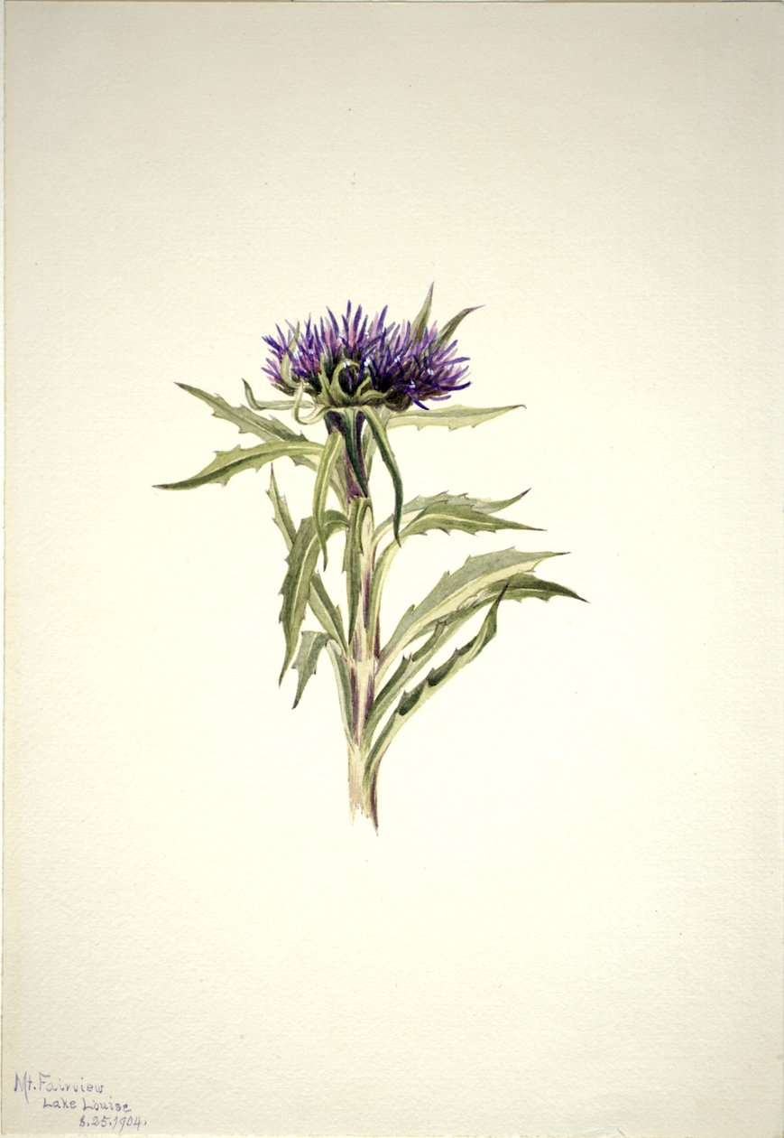 Sem título - Estudo de plantas de Mary Vaux Walcott