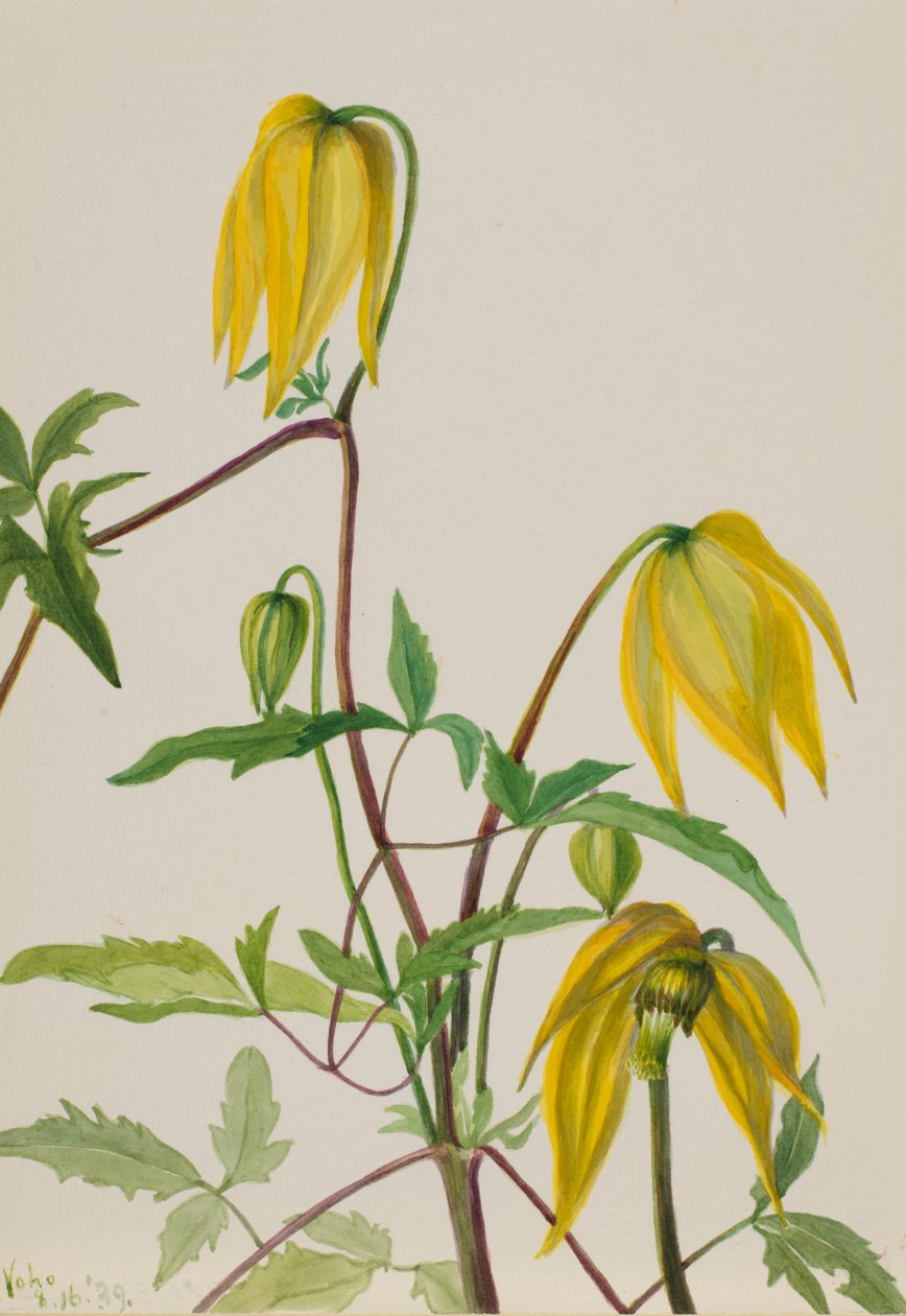 Sem título - Estudo de plantas de Mary Vaux Walcott
