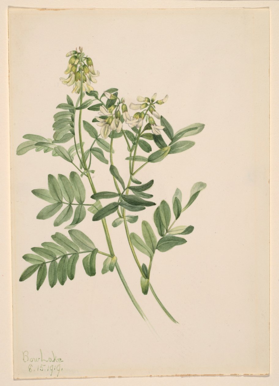 Sem título - Estudo de plantas de Mary Vaux Walcott