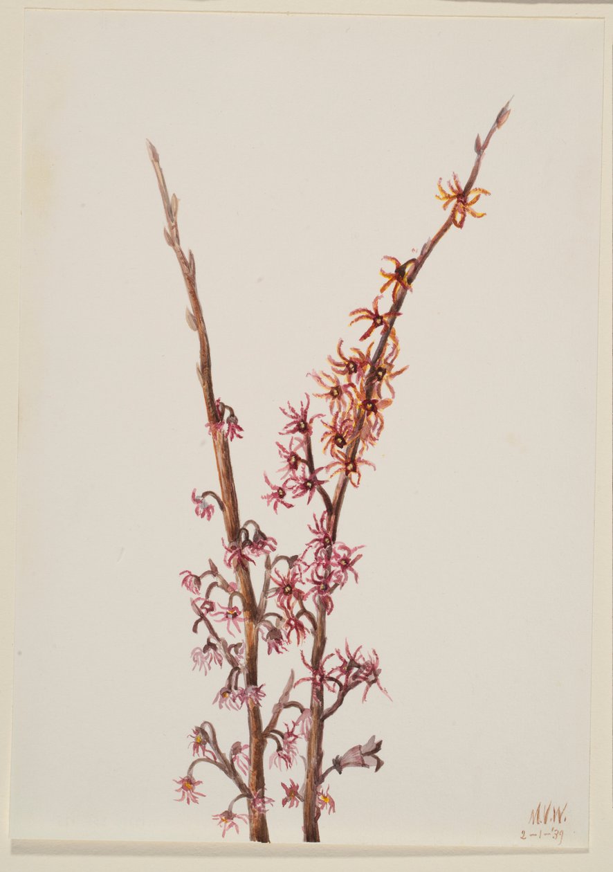 Sem título - Estudo de plantas de Mary Vaux Walcott