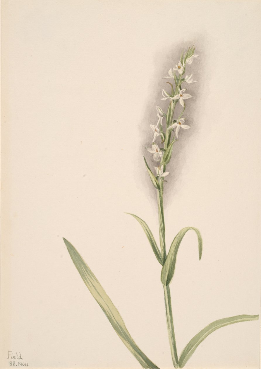 Sem título - Estudo de plantas, 1904. de Mary Vaux Walcott