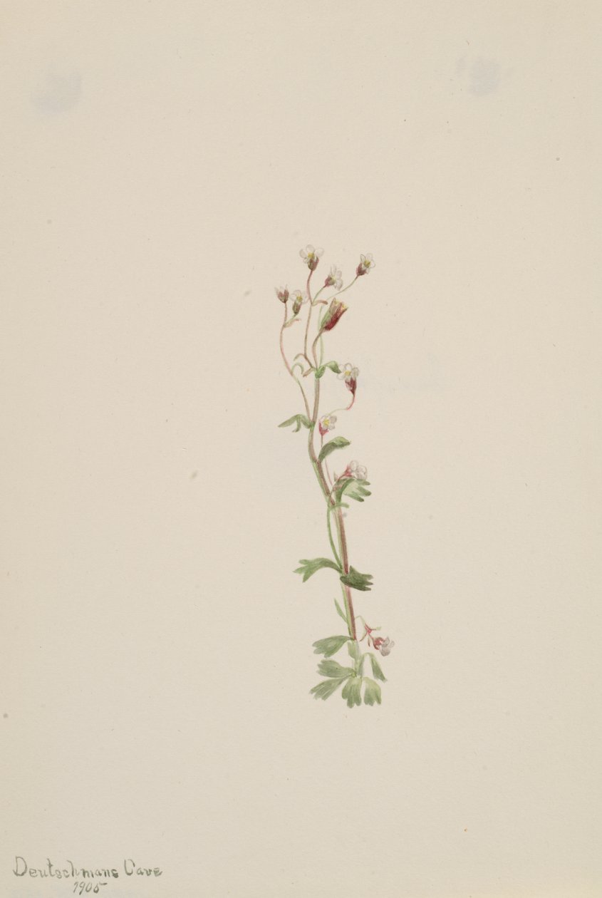 Sem título - Estudo de plantas, 1905. de Mary Vaux Walcott