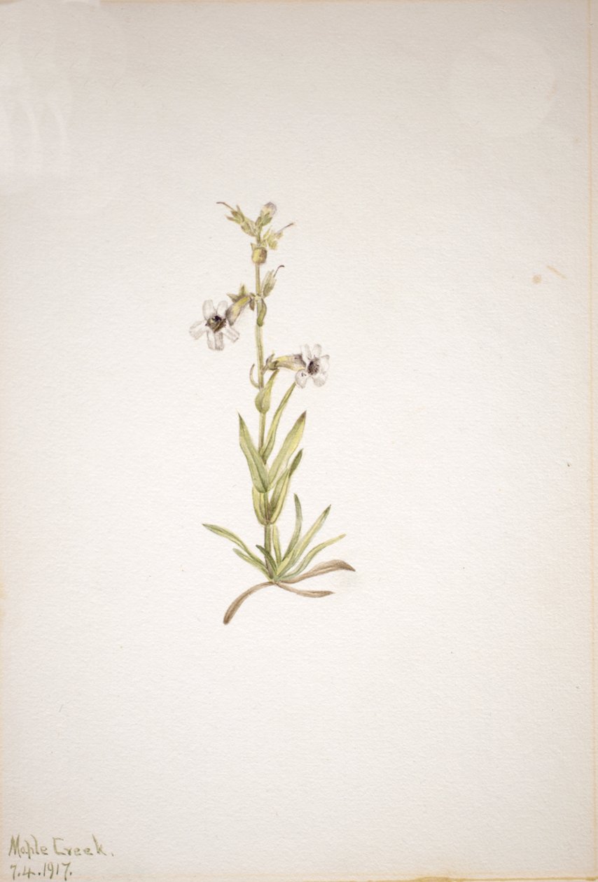 Sem título... Plant Study, 1917. de Mary Vaux Walcott