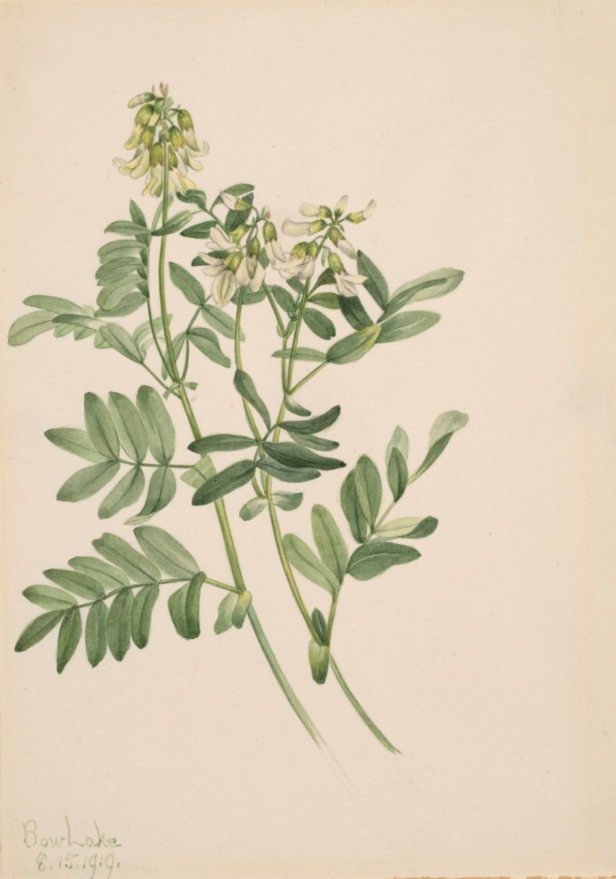 Sem título... Plant Study, 1919. de Mary Vaux Walcott