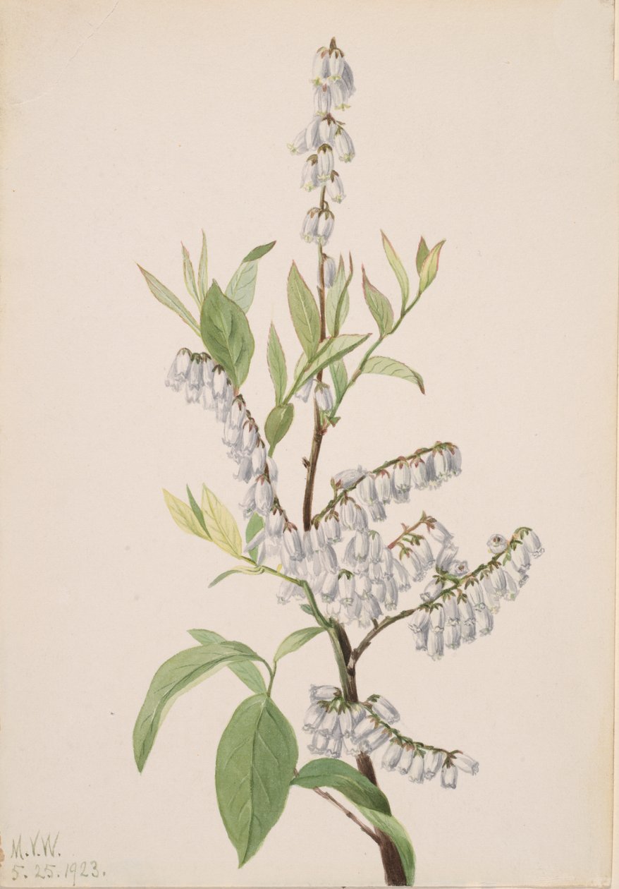 Sem título... Plant Study, 1923. de Mary Vaux Walcott