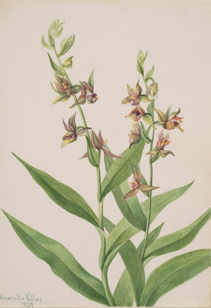 Sem título... Estudo das Plantas, 1929. de Mary Vaux Walcott