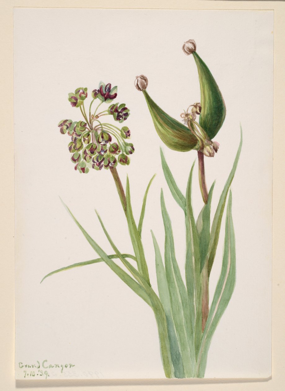Sem título... Plant Study, 1939. de Mary Vaux Walcott