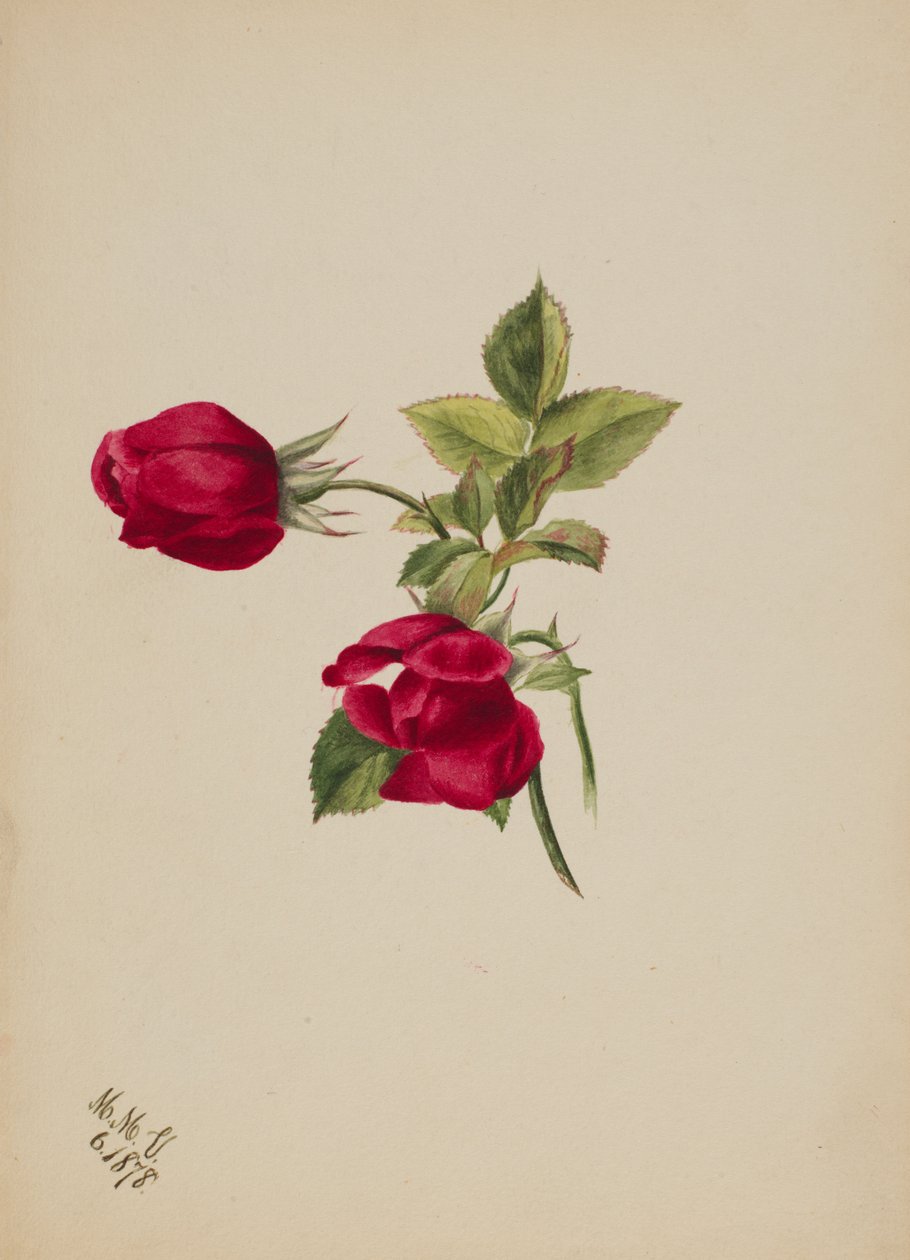 Sem título... Rose, 1878. de Mary Vaux Walcott