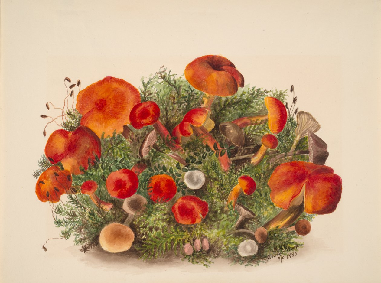 Untitled---Study of Mushrooms, 1880. de Mary Vaux Walcott