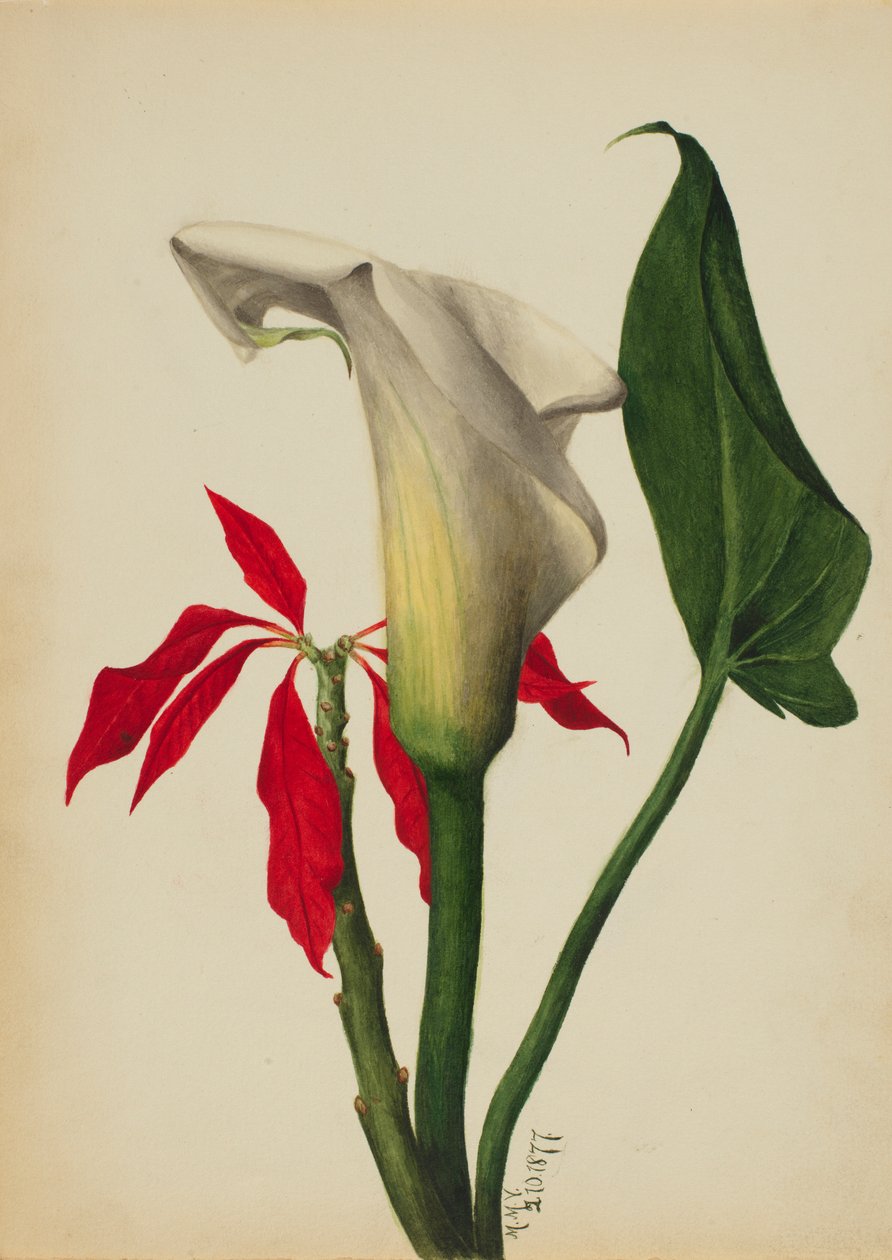 Sem título (Calla Lily) de Mary Vaux Walcott
