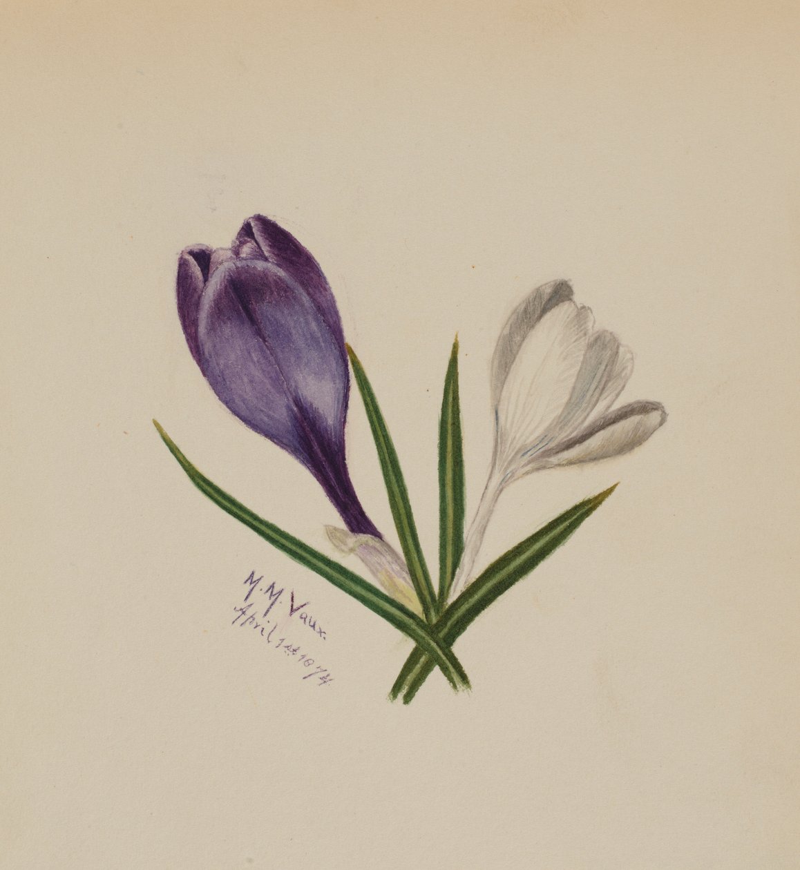 Sem título (Crocus) de Mary Vaux Walcott