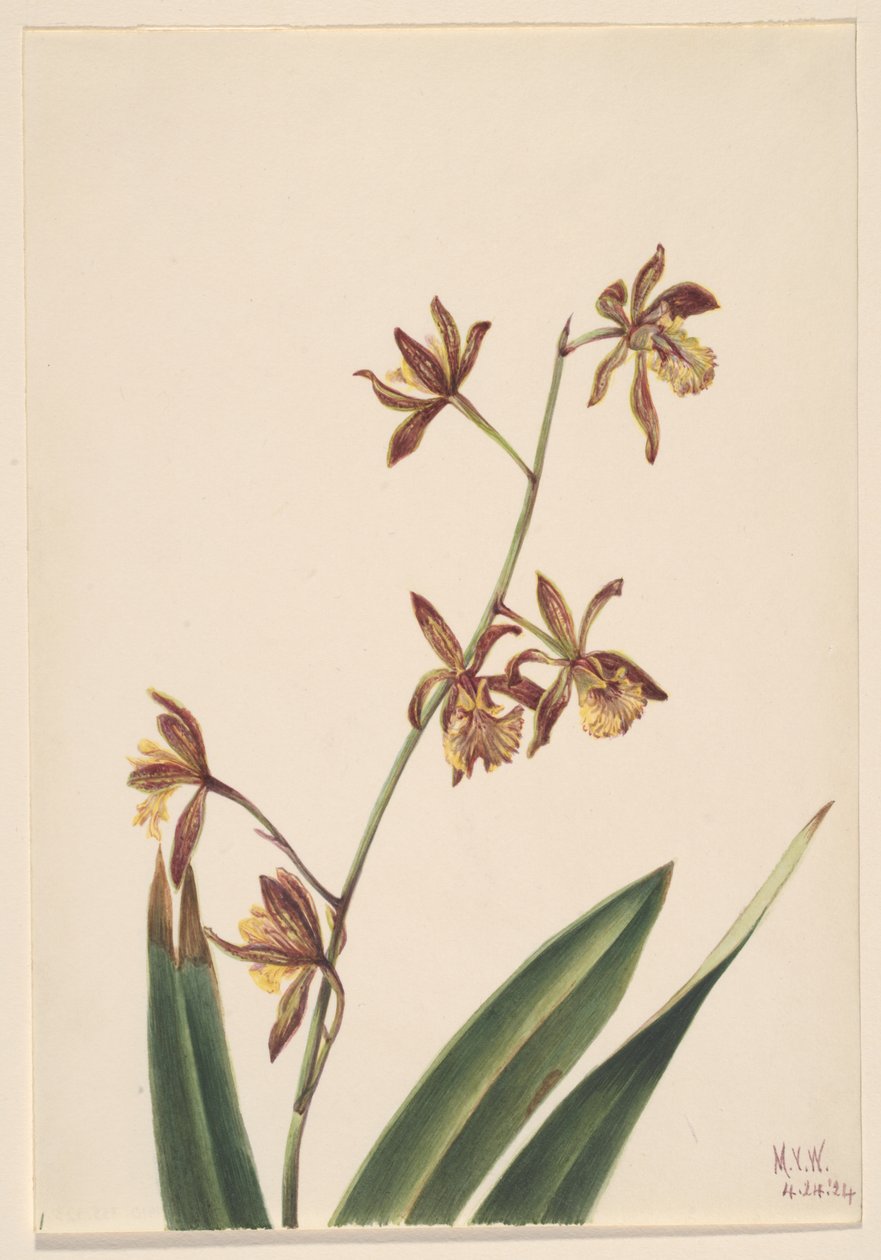 Sem título (Estudo de flores) de Mary Vaux Walcott