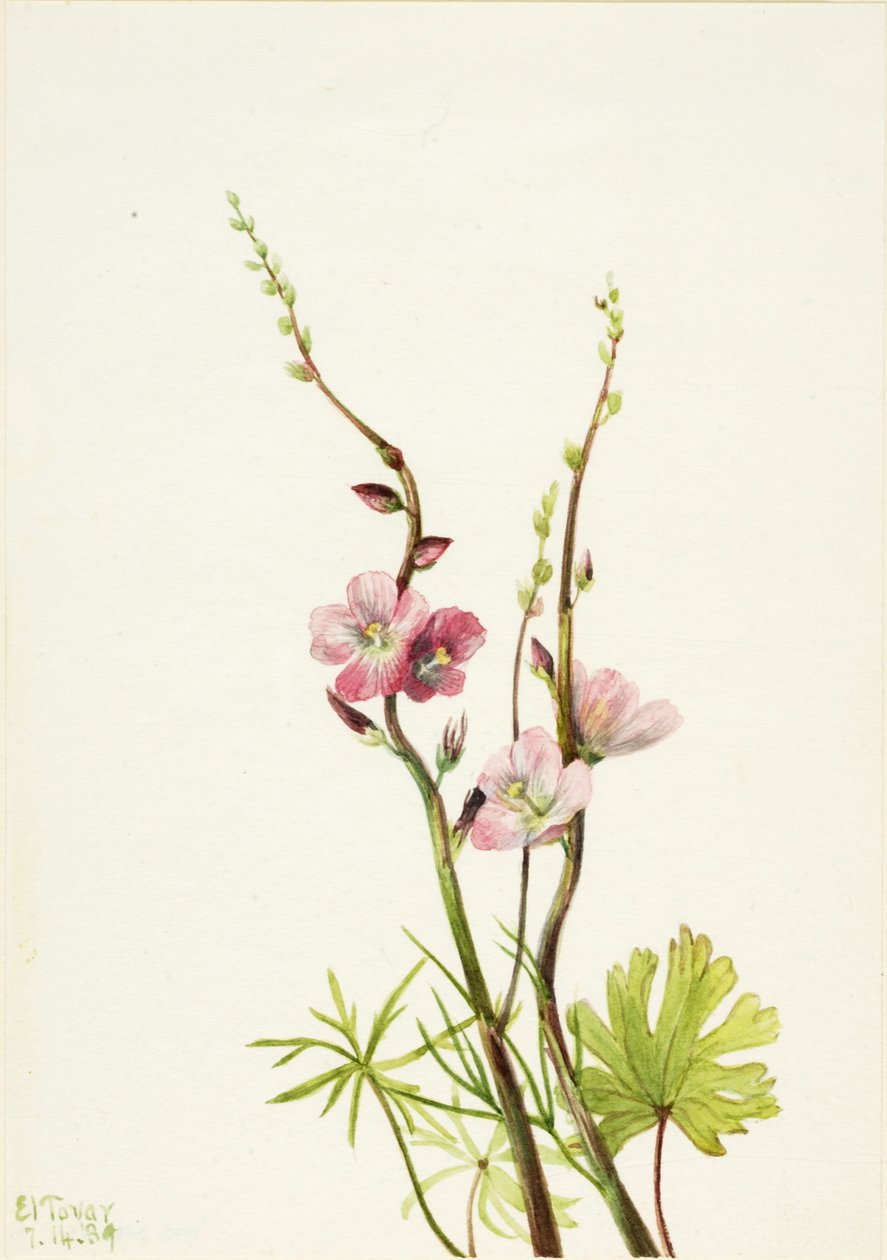Sem título (Estudo de uma flor) de Mary Vaux Walcott