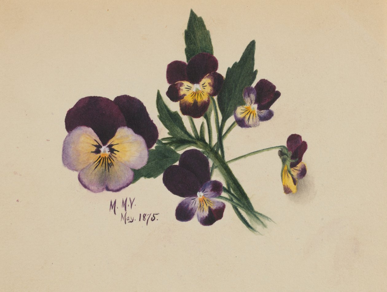 Sem título (Pansies) de Mary Vaux Walcott