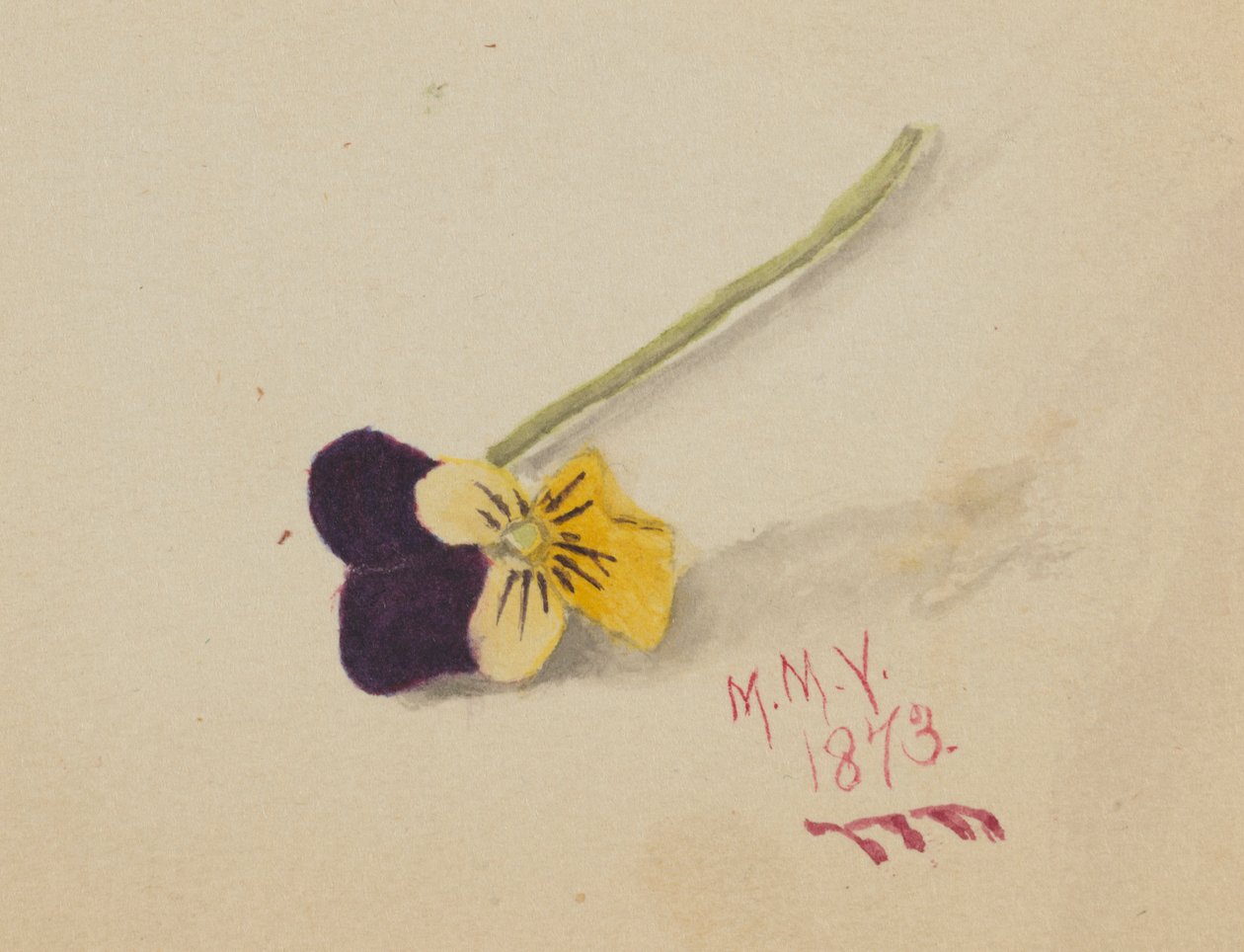 Sem título (Pansy) de Mary Vaux Walcott
